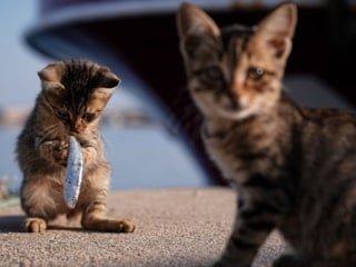 AA 'Yılın Kareleri' oylaması sonuçlandı