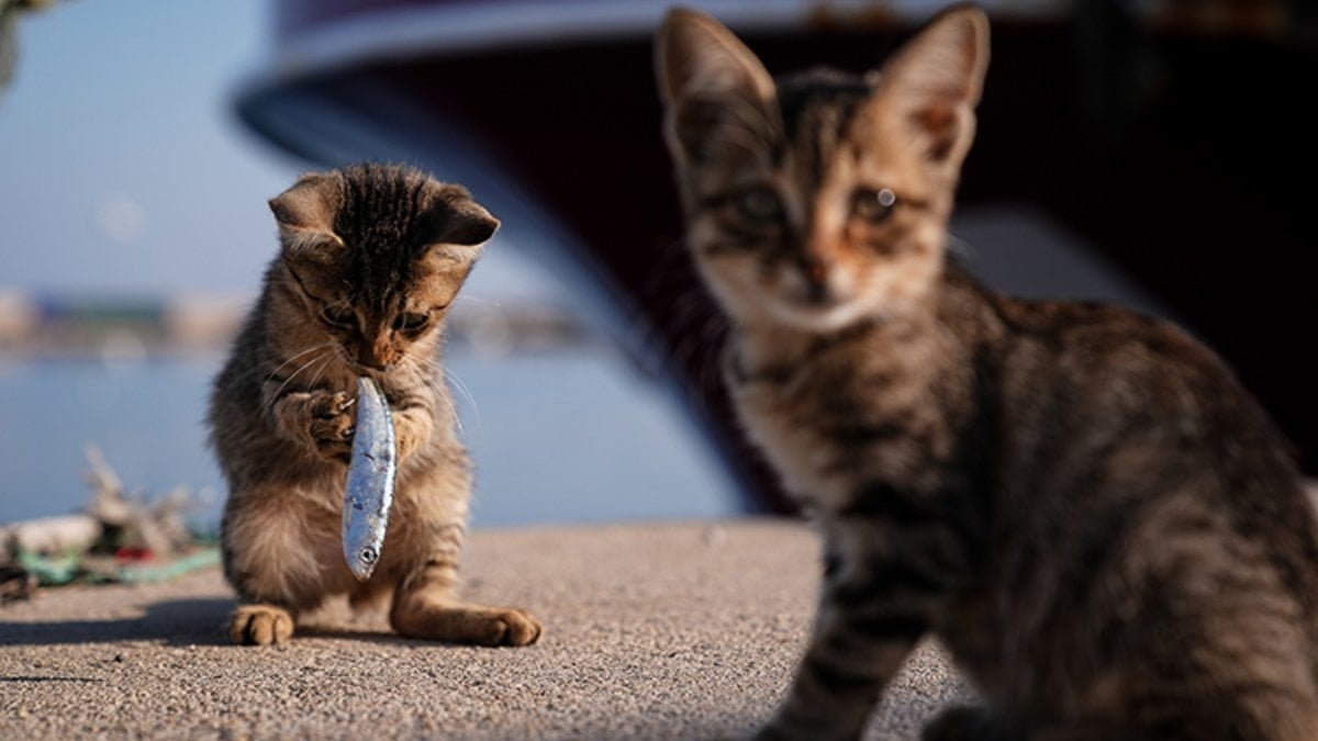 AA 'Yılın Kareleri' oylaması sonuçlandı