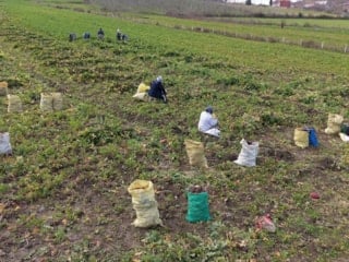 Samsun'da 'bedeş turpu' hasadı