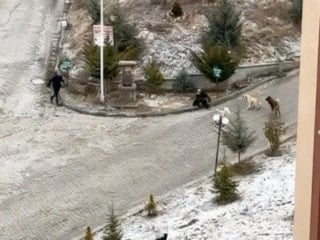 Kastamonu'da yaşlı kadın sokak köpeklerinin saldırısına uğradı