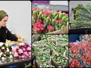 Dünya Kadınlar Günü için 35 ülkeye 80 milyon dal çiçek