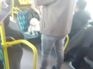 İstanbul'da metrobüste köpeğin koltuğa oturtulması tartışma yarattı