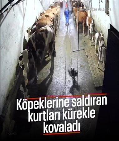 Kars'ta bir besici köpeklerine saldıran kurtları kürekle kovaladı