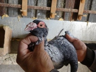 Hataylı Yahya'nın 45 yıllık güvercin tutkusu