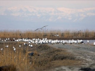 Ağrı Dağı eteklerinde bahar hareketliliği: Göçmen kuşlar sulak alanlara gelmeye başladı