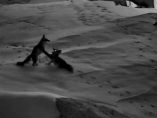 Sivas’ta köye inen tilkilerin kavgası