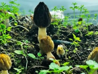 Mersin’de kuzugöbeği mantarı hasadı başladı! Kilosu 5 bin TL