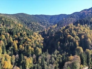 Ormanların bakımı ve gençleştirilmesine 2,3 milyar lira