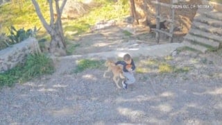 Antalya'da sahipsiz köpek dehşeti: 7 yaşındaki çocuk hastanelik oldu