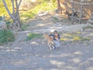 Antalya'da sahipsiz köpek dehşeti: 7 yaşındaki çocuk hastanelik oldu