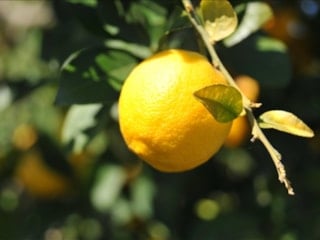 Limonda gümrük vergisine düzenleme