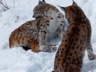 Erzincan’da iki vaşak görüntülendi