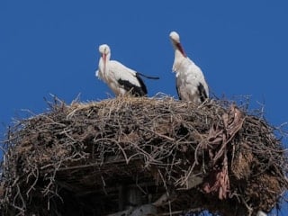 Yaren Leylek eşi Nazlı'yla buluştu