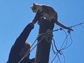 Artvin’de köpeklerden korkan kedi elektrik direğinde mahsur kaldı