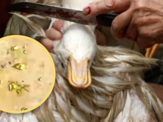 Midesinden altın çıkan ördek herkesi şaşırttı: Yaklaşık 10 gram