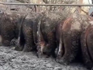 Konya'daki tepki çeken görüntülerle ilgili inceleme başlatıldı