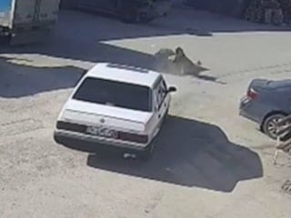Bolu'da köpeği ezen sürücü arkasına bakmadan uzaklaştı