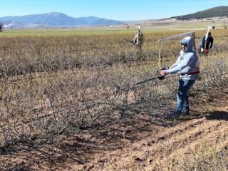 Isparta'da budama mevsimi: Gül bahçeleri hasata hazırlanıyor