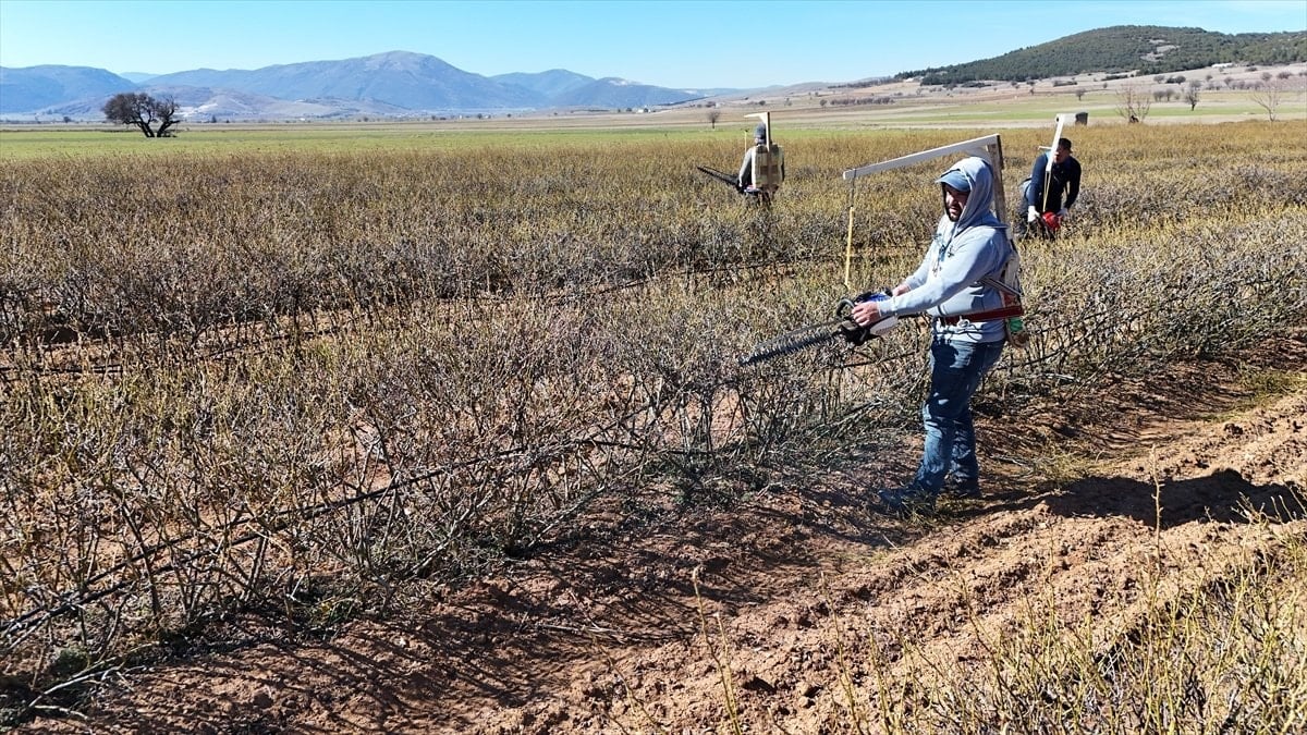 Isparta'da budama mevsimi: Gül bahçeleri hasata hazırlanıyor
