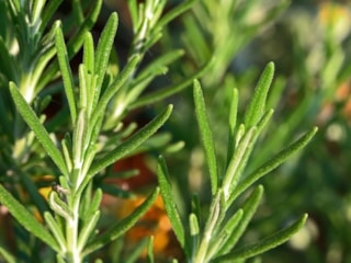 Araştırıldı: Kokusu unutkanlığa iyi gelen bitki