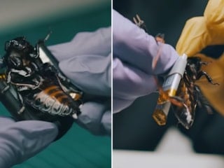 NATO'nun yeni casusları sahaya indi: Siber hamamböcekleri