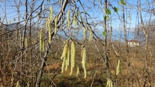 Fındıkta doğru bilinen yanlışlar