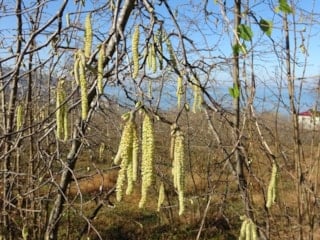 Fındıkta doğru bilinen yanlışlar