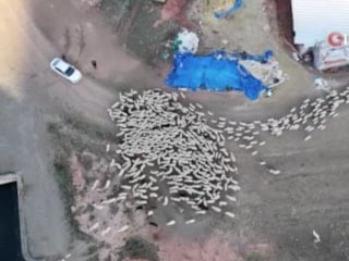 Ankara'da kuzuların anneleriyle buluşma anı kamerada