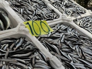 Zonguldak'ta balık tezgahlarında Ramazan mesaisi: Hamsi 100 liradan satılıyor