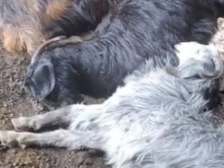 Tarsus’ta ahıra yıldırım düştü: 5 küçükbaş hayvan telef oldu