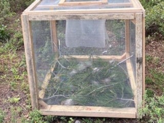 Muğla, Marmaris'te 'çam kese böceğine' karşı kafesle mücadele