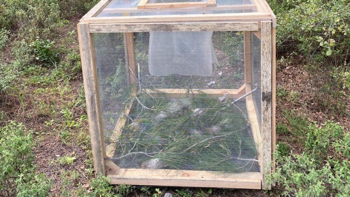 Muğla, Marmaris'te 'çam kese böceğine' karşı kafesle mücadele