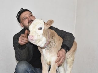 Tatvan’da minik buzağıya evde şefkatli bakım