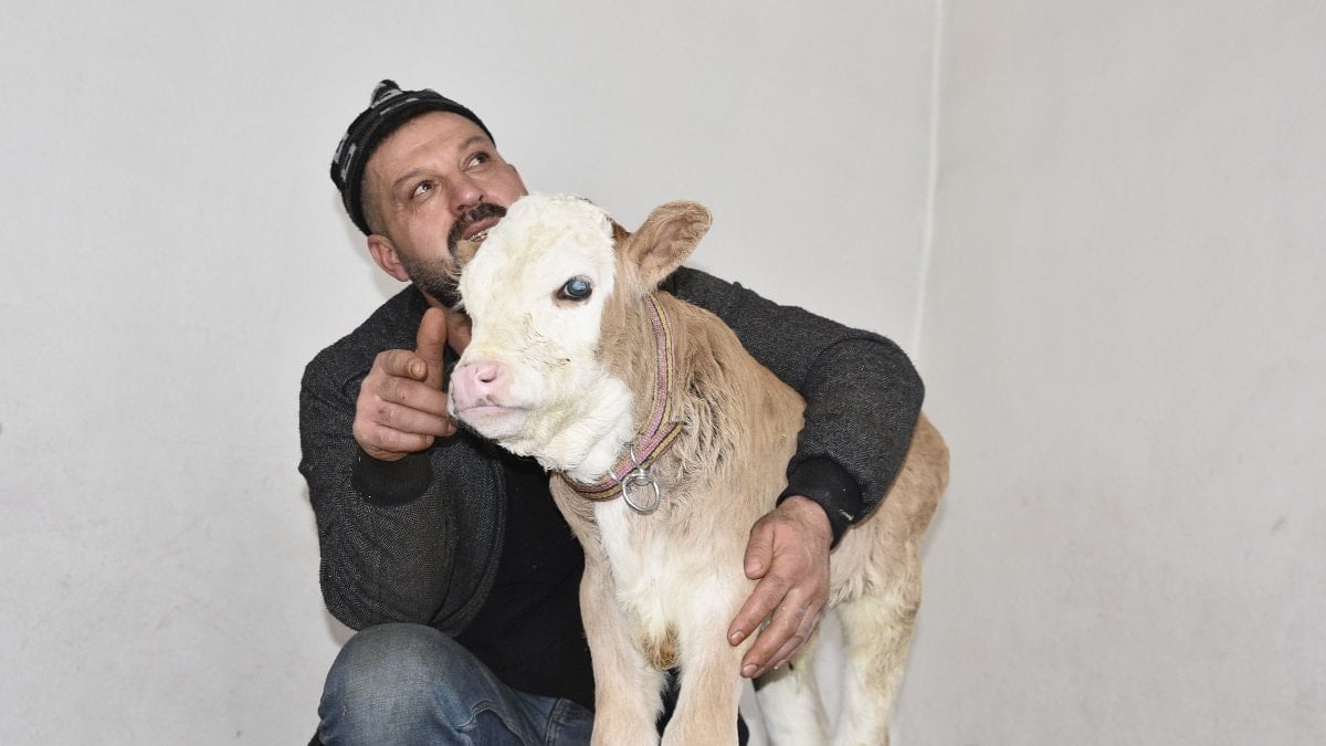 Tatvan’da minik buzağıya evde şefkatli bakım