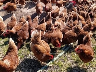 Manisa'da ev kiralarından usanan 32 yaşındaki adam köyüne yerleşti