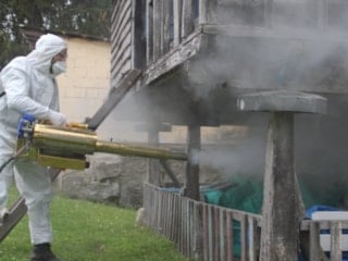 Ordu’da kahverengi kokarca alarmı