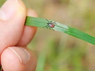 Bahçesi olanlar dikkat: Mart ayında bunu yapan yaz boyu kene görmüyor