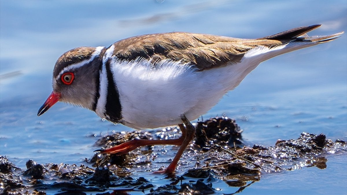 İsmi 'takkeli cılıbıt' olan kuş, Türkiye'de ilk kez görüldü