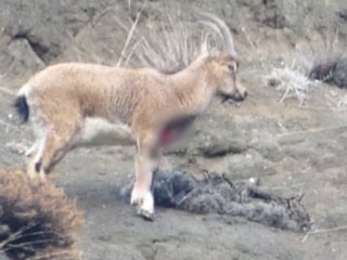 Erzurum'da kaçak avcılar, yaban keçisini yaraladı: Doğa sever fark etti