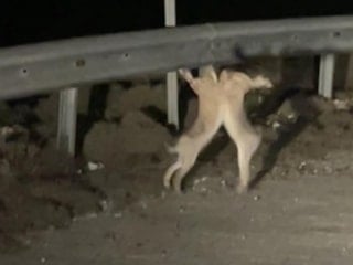 Çanakkale'de tavşanlar, yol kenarında kavga etti