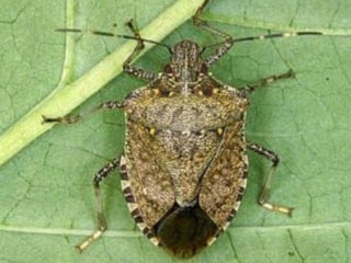 Tarımsal zararlılara yerli biyolojik çözüm