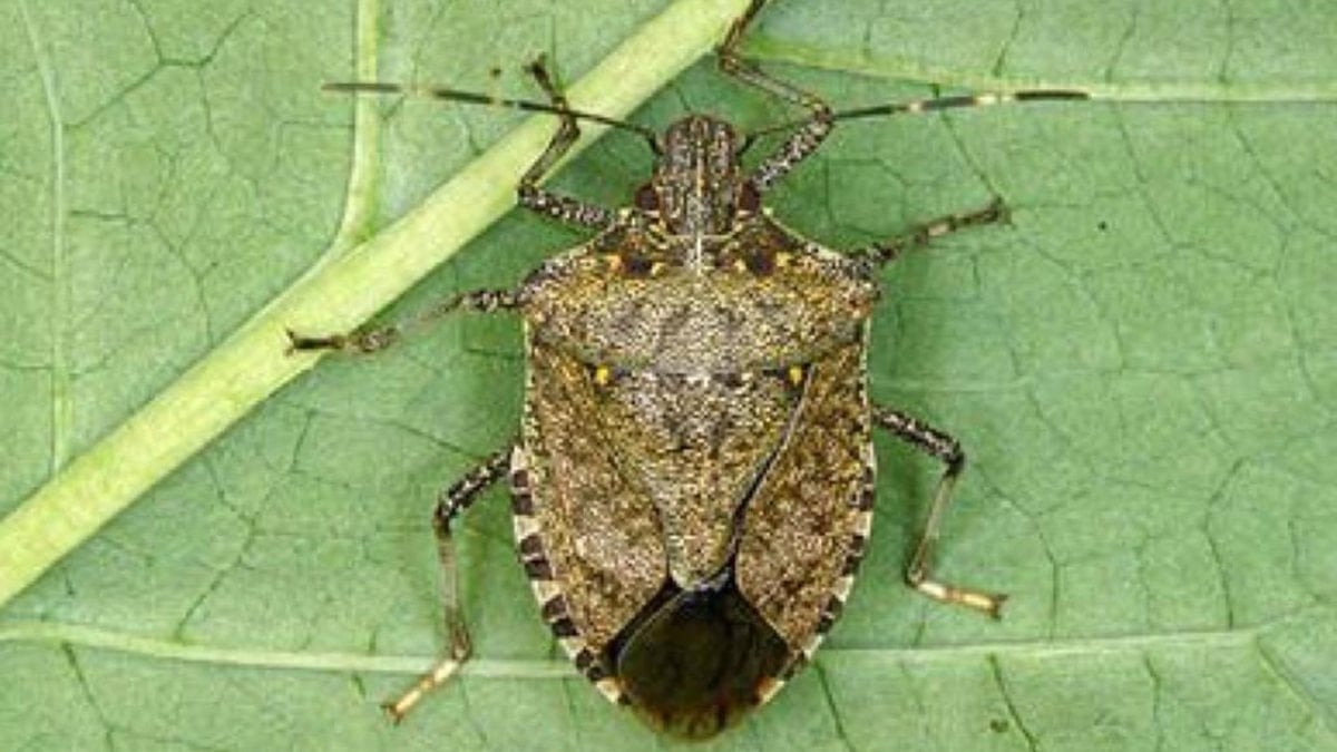 Tarımsal zararlılara yerli biyolojik çözüm