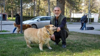 Ankara'da obez köpek 'Kız', yürüyüşle zayıflamaya çalışıyor