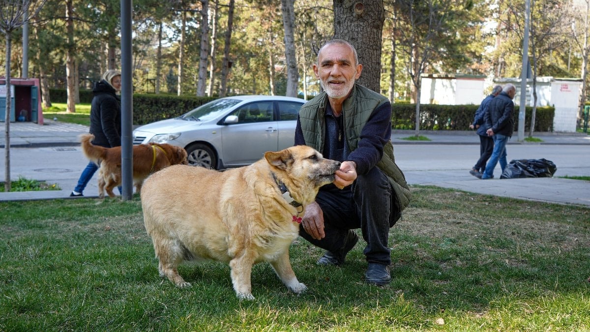 Ankara'da obez köpek 'Kız', yürüyüşle zayıflamaya çalışıyor