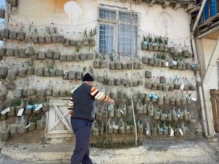 Tokat’ta bahçesi olmayan evinin duvarında soğan yetiştirdi