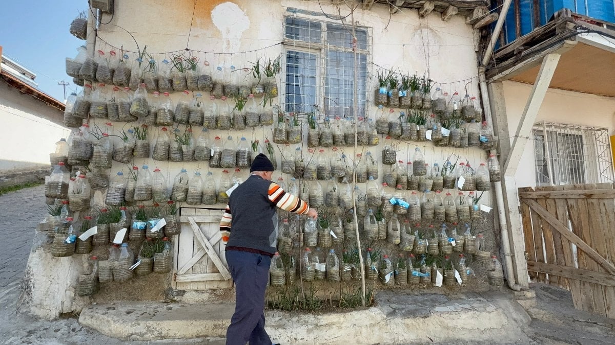 Tokat’ta bahçesi olmayan evinin duvarında soğan yetiştirdi