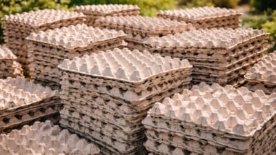 Yumurta kartonları kıymetlendi: İşte nedeni