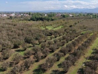 Çarşamba’da tarıma 8 milyon TL destek