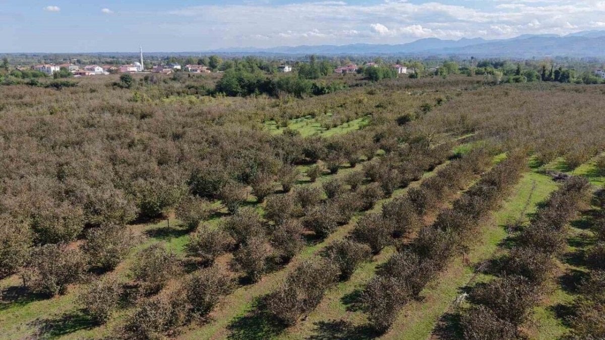 Çarşamba’da tarıma 8 milyon TL destek