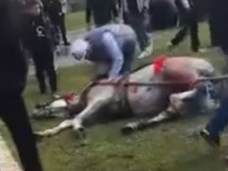 Adana'da atını sopa ve tekmeyle bayılttı